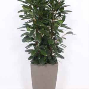 Ficus cyathistipula "in Piza Pot ""taupe"""
(1 Plants/Order)(40cmP 180cmH)