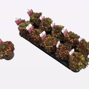 Sempervivum Ruby Lime
(8 Plants/Order)(12cmP 14cmH)