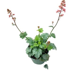 Heuchera Heuchera 'Paris'
(1 Plants/Order)(17cmP 25cmH)