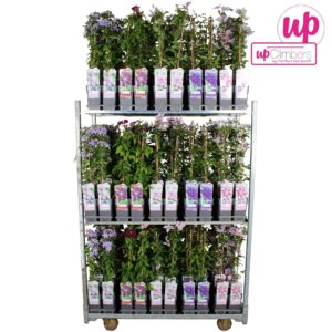 Clematis mix CC Big Headed P15
(10 Plants/Order)(15cmP 65cmH)