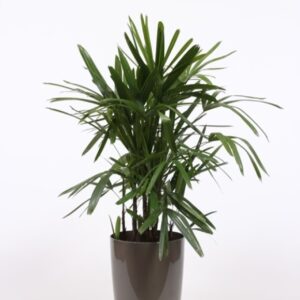 Rhapis excelsa "in Santorini Pot ""taupe"""
(1 Plants/Order)(29cmP 120cmH)