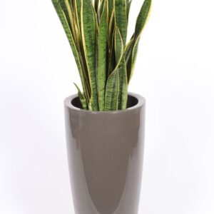 Sansevieria Laurentii "in Santorini Pot ""taupe"""
(1 Plants/Order)(33cmP 130cmH)