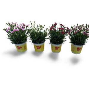 Carnation (Allwoodii Grp) Lucky Lips Potplants 10,5 CM Exclusief
(15 Plants/Order)(10.5cmP 20cmH)