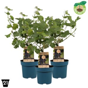 Vitis other white vinifera 'Venus', P21 op stam (pitloos)
(1 Plants/Order)(21cmP 65cmH)