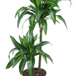 Dracaena Hawaiian Sunshine 45-15
(1 Plants/Order)(19cmP 90cmH)