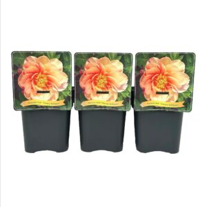 Paeonia (Itoh Grp) Canary Brilliant C5
(1 Plants/Order)(21cmP 35cmH)