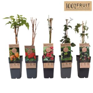 Rubus Thornless mix tray P15
(10 Plants/Order)(15cmP 65cmH)