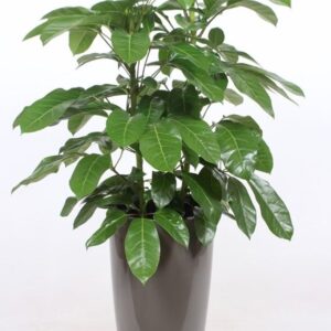Schefflera Amate "actinophylla in Santorini ""taupe"""
(1 Plants/Order)(33cmP 130cmH)