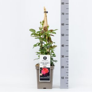 Rosa (H) Pink Eden pink C5, 4 stok 75 cm
(1 Plants/Order)(23cmP 75cmH)