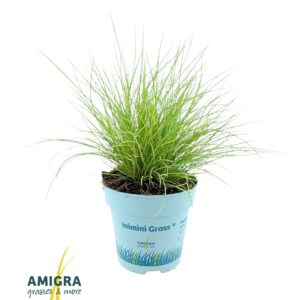 Festuca Golden Toupee glauca AmiGold®
(15 Plants/Order)(10.5cmP 25cmH)