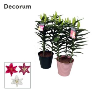 Lilium Oriental mix 17cm Zinc
(5 Plants/Order)(18cmP 50cmH)