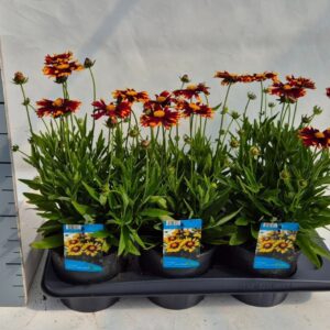 Coreopsis Uptick Yellow & Red Coreopsis Up Tick red
(6 Plants/Order)(17cmP 25cmH)