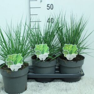 Molinia caerulea Heidebraut' P19
(3 Plants/Order)(19cmP 45cmH)