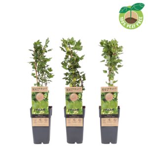 Ribes uva-crispa Hinnonmäki Grön
(10 Plants/Order)(15cmP 50cmH)