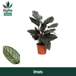 Calathea sanderiana 14cm Ornata Rhythm of Nature
(8 Plants/Order)(14cmP 45cmH)