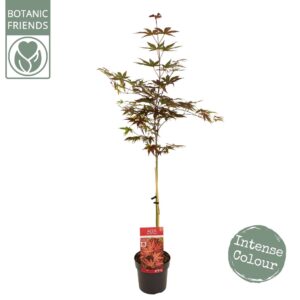 Acer palmatum Acer palm. 'Livy' C3 laagstam
(1 Plants/Order)(19cmP 90cmH)