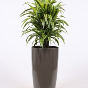 Dracaena Lemon Lime "in Santorini Pot ""taupe"""
(1 Plants/Order)(33cmP 140cmH)