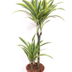 Dracaena Lemon Lime 45-15
(1 Plants/Order)(19cmP 80cmH)