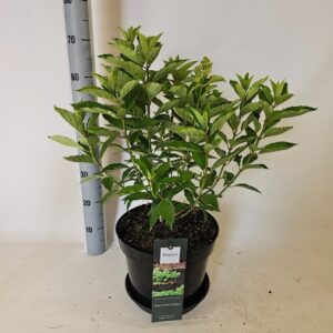 Hydrangea paniculata mag.Lime Sparkle
(1 Plants/Order)(29cmP 45cmH)