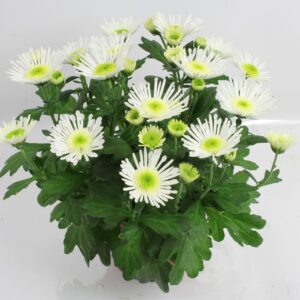 Chrysanthemum Splash Ice Queen
(8 Plants/Order)(14cmP 27cmH)