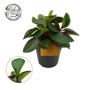 Peperomia Red Margin Clussifolia 15cm
(6 Plants/Order)(15cmP 25cmH)