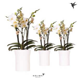 Phalaenopsis Lausanne 3 spike in Furrow white
(8 Plants/Order)(9cmP 40cmH)