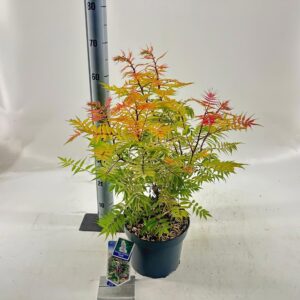 sorbifolia Sem Sorbaria PBR
(1 Plants/Order)(23cmP 60cmH)
