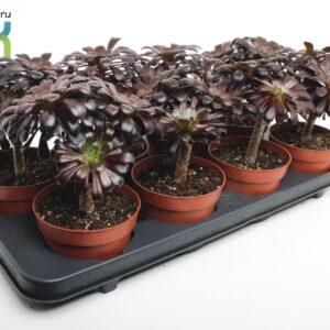 Aeonium arboreum Aeonium Arboreum nigrum
(6 Plants/Order)(12cmP 25cmH)