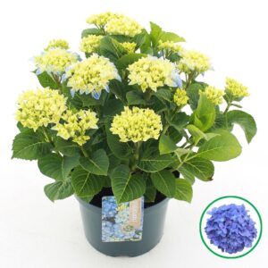 Hydrangea macrophylla blue C5 (23cm.) Kn.
(1 Plants/Order)(23cmP 45cmH)