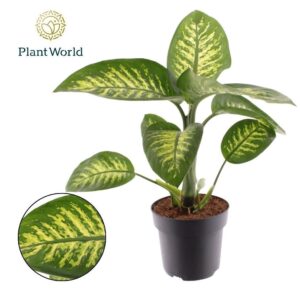 Dieffenbachia Tropic Snow
(3 Plants/Order)(21cmP 60cmH)