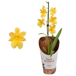 Cambria Nelly Isler dark yellow 1 spike 12 cm
(10 Plants/Order)(12cmP 55cmH)