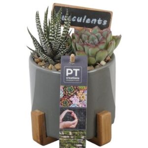Succulenten PTSU8466 Arrangement in Ceramics Pot op houten voet
(7 Plants/Order)(12cmP 16cmH)