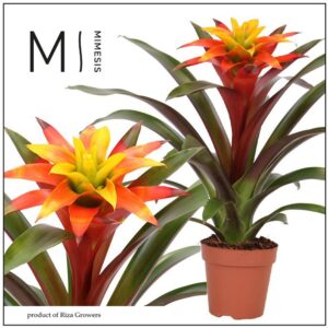 Guzmania Fiero Yellow 12cm Mimesis
(10 Plants/Order)(12cmP 42cmH)