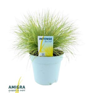 Festuca Golden Toupee glauca AmiGold®
(6 Plants/Order)(17cmP 30cmH)