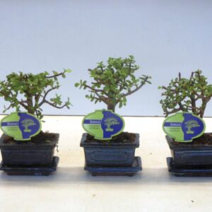 Portulacaria afra 12 cm., broom, with drip tray
(12 Plants/Order)(12cmP 20cmH)