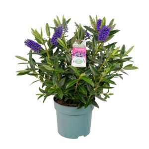 Hebe donna Britta
(6 Plants/Order)(15cmP 35cmH)