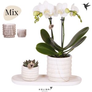 Arrangement Phalaenopsis Gift Set medium Marble
(1 Plants/Order)(18cmP 40cmH)