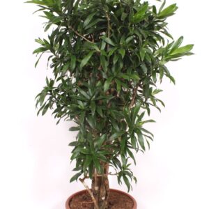 Dracaena Reflexa
(1 Plants/Order)(40cmP 140cmH)