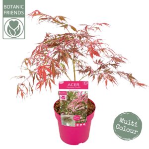 Acer palmatum Acer palm. 'Extravaganza'
(1 Plants/Order)(19cmP 55cmH)