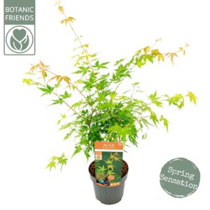 Acer palmatum Katsura Acer palm. 'Katsura'
(1 Plants/Order)(19cmP 65cmH)