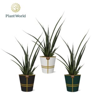 Sansevieria Friends kirkii in papercup Lauri
(6 Plants/Order)(12cmP 40cmH)