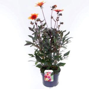Dahlia other stek/zaad Happy Days Yellow-Red
(6 Plants/Order)(17cmP 65cmH)