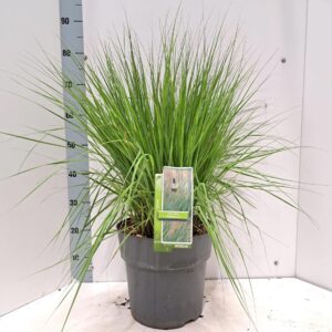 Molinia caerulea Heidebraut
(1 Plants/Order)(29cmP 85cmH)