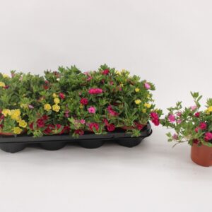 Confetti Garden Hawaiian Summer gem Calibrachoa 'MyBonnie' YellowPurplePink
(8 Plants/Order)(13cmP 17cmH)