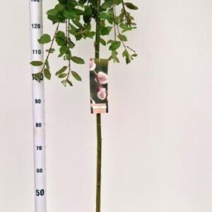 Salix caprea Kilmarnock --stam 120 cm
(1 Plants/Order)(23cmP 160cmH)