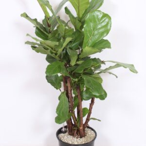 Ficus lyrata
(1 Plants/Order)(32cmP 130cmH)