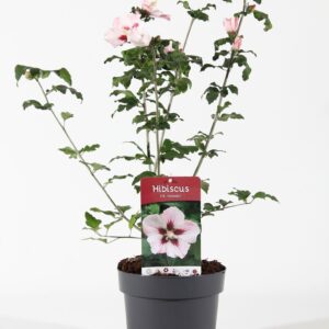 Hibiscus syriacus Hamabo P19/C3
(1 Plants/Order)(19cmP 55cmH)
