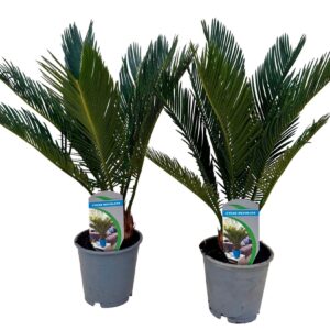 Cycas revoluta
(10 Plants/Order)(12cmP 45cmH)