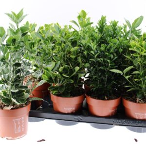 Euonymus japonicus mixed
(8 Plants/Order)(13cmP 40cmH)