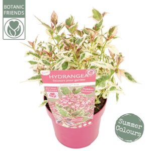 Hydrangea serrata Hydrangea serrata Euphoria 'Pink'
(1 Plants/Order)(19cmP 40cmH)